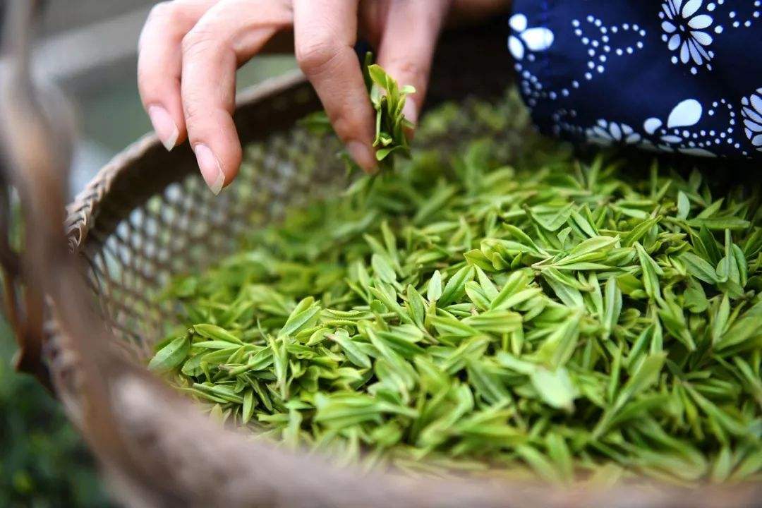 茶叶