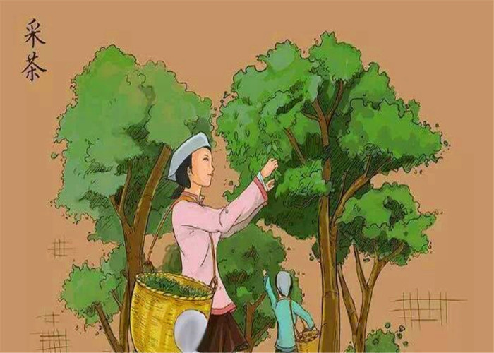 康合然普洱茶